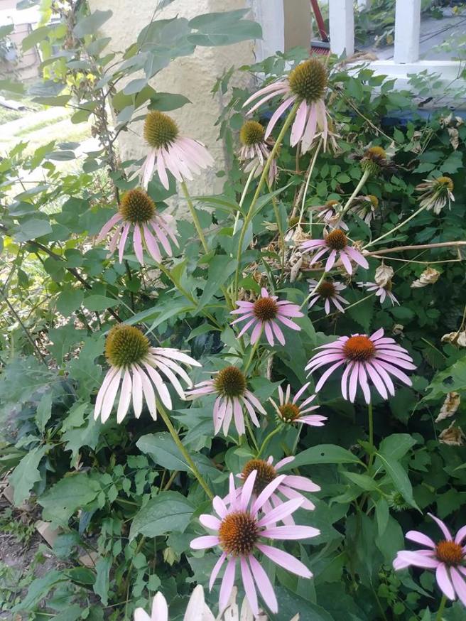 Echinacea purpurea