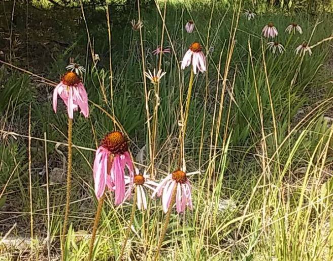 Echinacea simulata