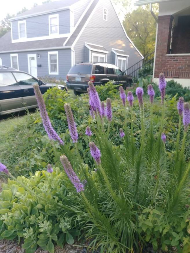 Liatris pycnostachya