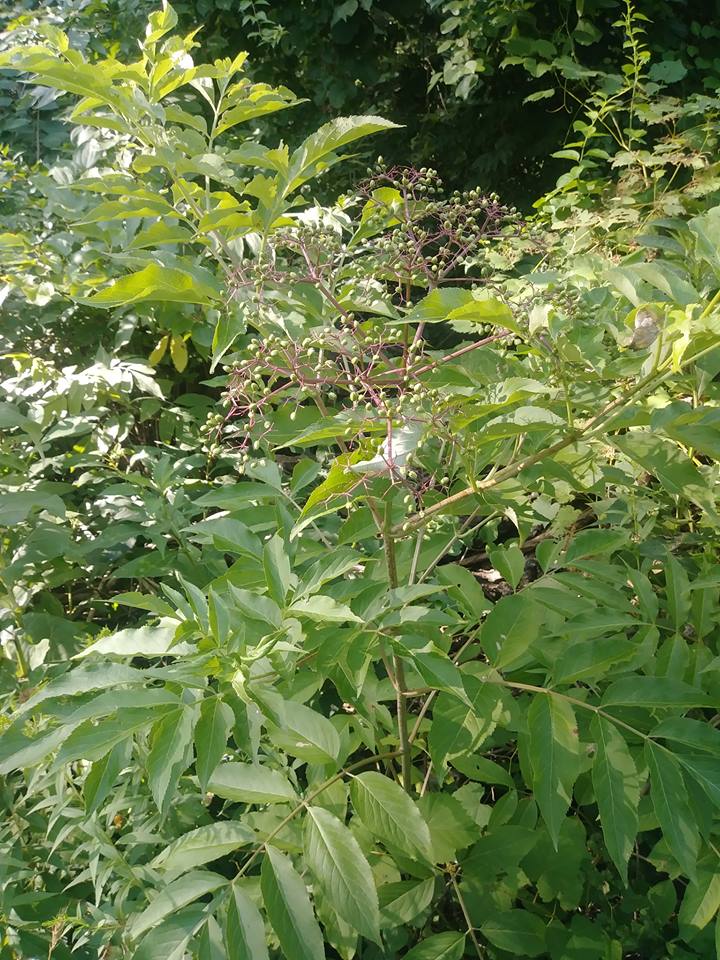 Sambucus canadensis 1